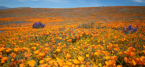 Orange and purple flowers in a poppy field in California