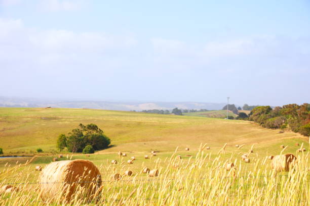 istock golden hay bails with farm landscape and blue sky 1203073588