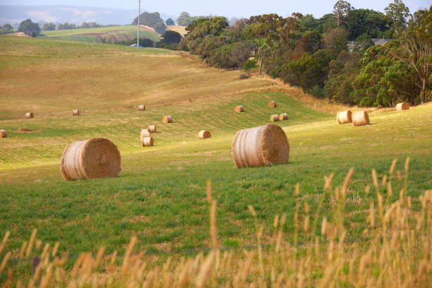 istock golden hay bails with farm landscape and blue sky 1203074356