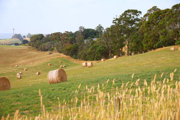 istock golden hay bails with farm landscape and blue sky 1203074632