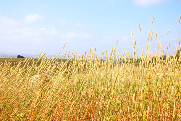 golden hay bails with farm landscape and blue sky Australia