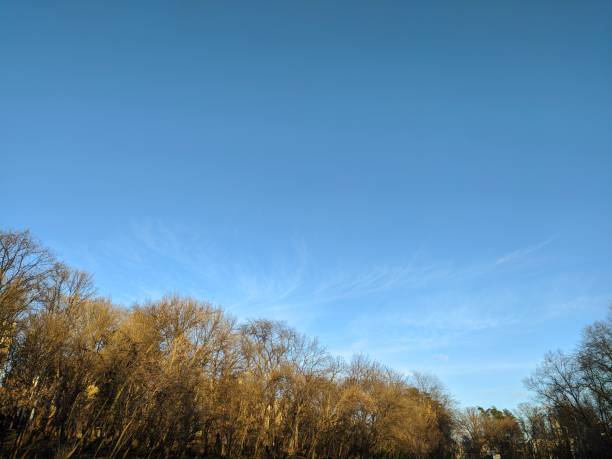 istock Slightly cloudy blue sky and leafless trees on the sunny day 1203075684