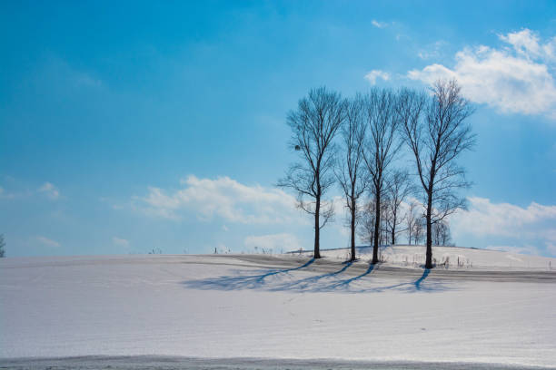 istock Snow field covered with snow melting agent 1203077710
