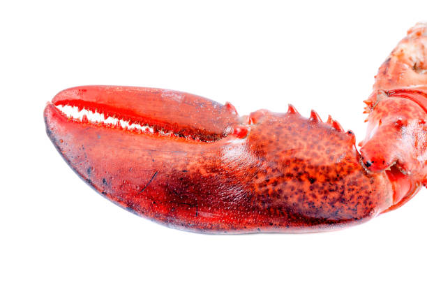 istock Lobster claw isolated on white background 1203077773