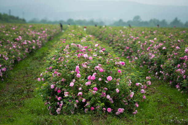 Large plantation of pick roses for essential oils.