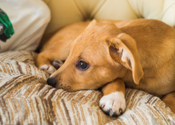 istock Golden cute puppy playing with pillow on couch 1203078530