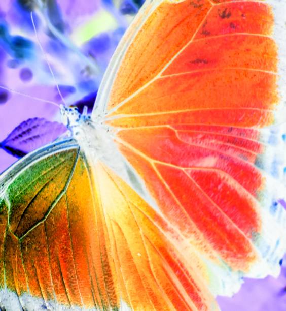 istock Stunning brilliant psychedelic Butterfly 1203079924