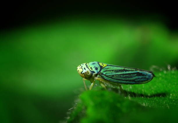 istock Blue-Green Sharpshooter (Hordnia acropunctata; Graphocephala acropunctata) 1203079958