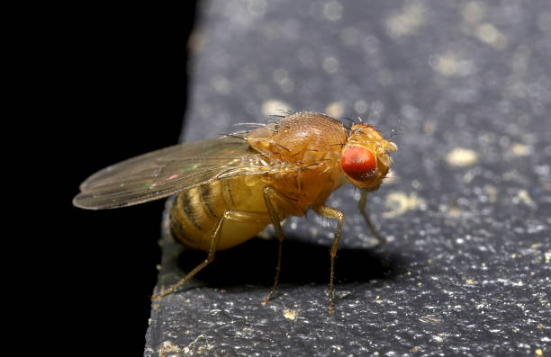 drosophila sp.fruchtfliege - modellorganismus stock-fotos und bilder