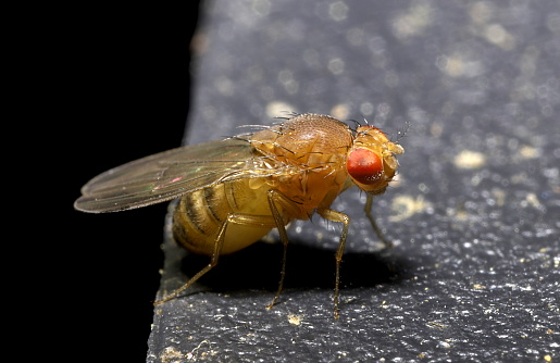 A red-eyed yellow striped fly.