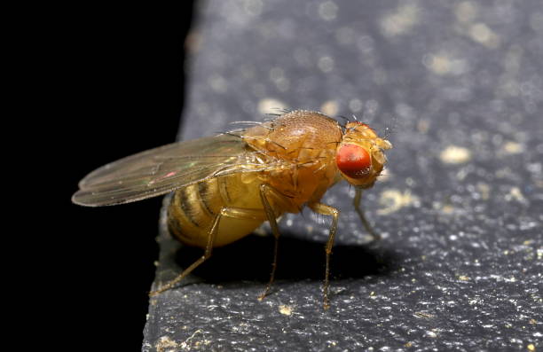 Drosophila sp.fruit fly A red-eyed yellow striped fly. compound eye photos stock pictures, royalty-free photos & images