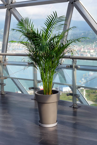 istock Decorative Areca palm in a pot against the window 1203081785