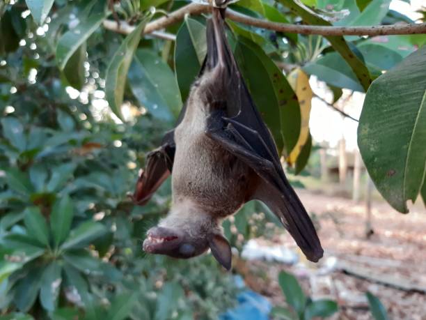 istock Bats are often found in the tropics. 1203082970