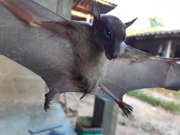 i pipistrelli si trovano spesso ai tropici. - open mouth foto e immagini stock