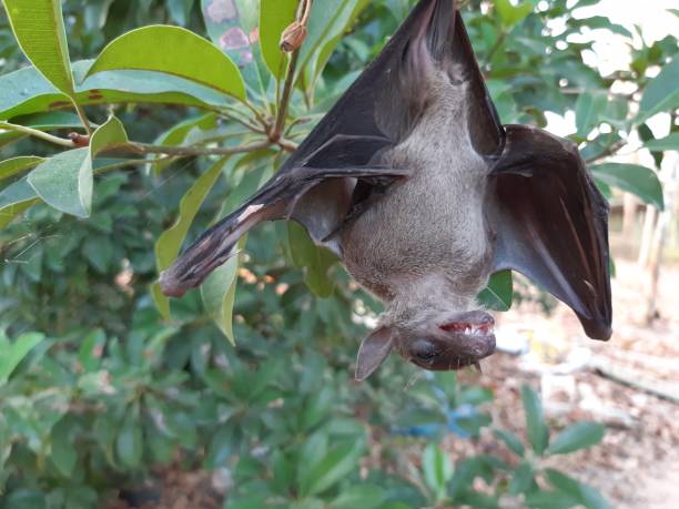 i pipistrelli si trovano spesso nei tropici. - open mouth foto e immagini stock