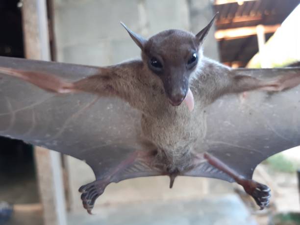istock Bats are often found in the tropics. 1203082976