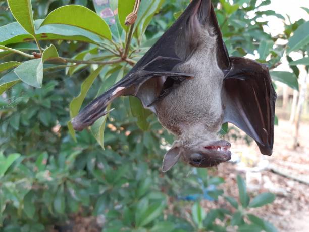 i pipistrelli si trovano spesso nei tropici. - open mouth foto e immagini stock