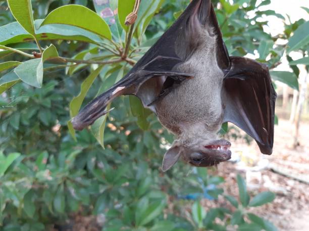 istock Bats are often found in the tropics. 1203082978