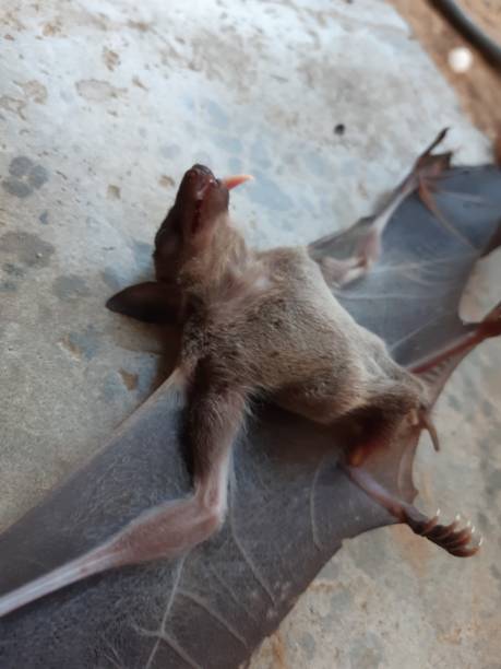 istock Bats are often found in the tropics. 1203082980