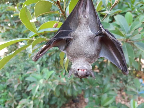 istock Bats are often found in the tropics. 1203082981