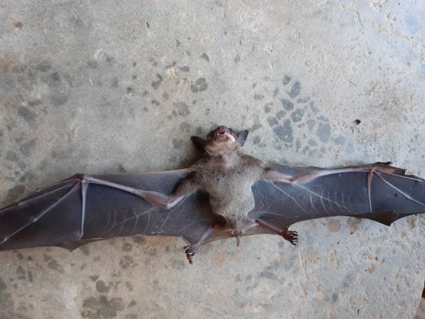 istock Bats are often found in the tropics. 1203082982