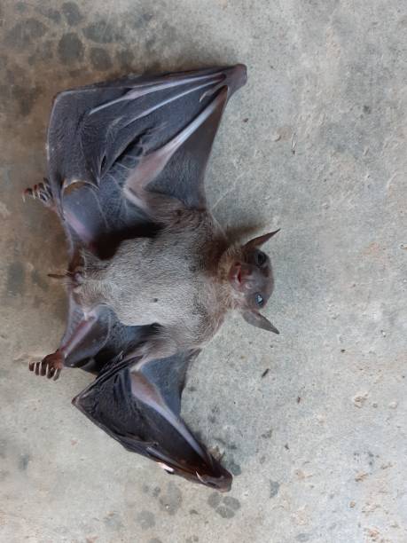 istock Bats are often found in the tropics. 1203082984