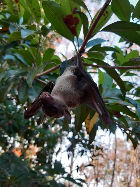 istock Bats are often found in the tropics. 1203082987