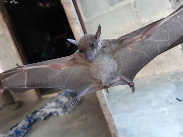 istock Bats are often found in the tropics. 1203082991