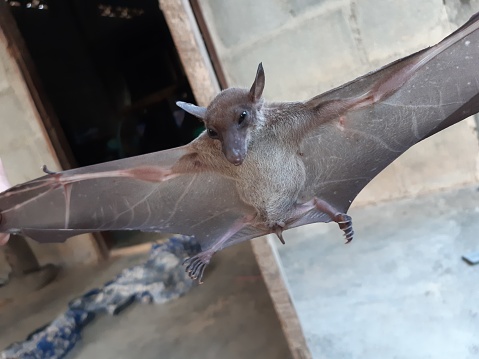 Bats are often found in the tropics.