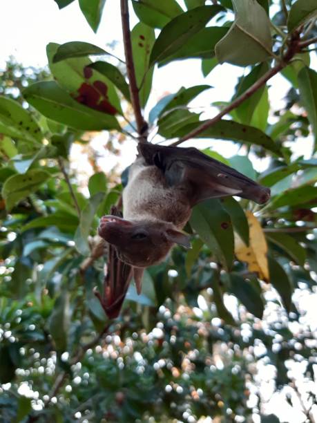 istock Bats are often found in the tropics. 1203082992