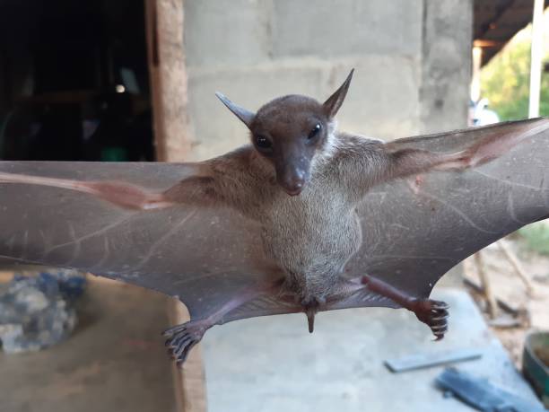 istock Bats are often found in the tropics. 1203082999