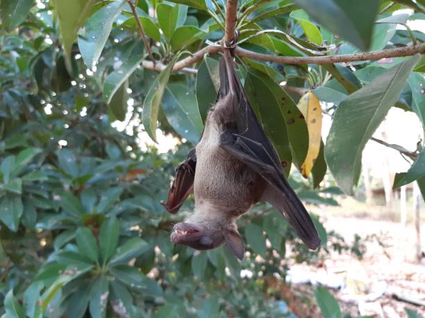 istock Bats are often found in the tropics. 1203083002