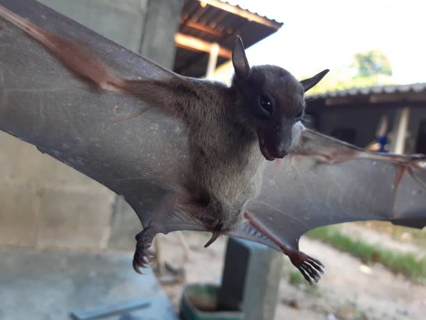 istock Bats are often found in the tropics. 1203083004