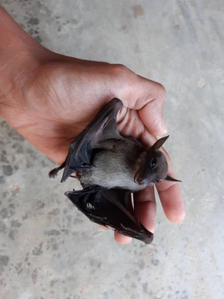 istock Bats are often found in the tropics. 1203083007