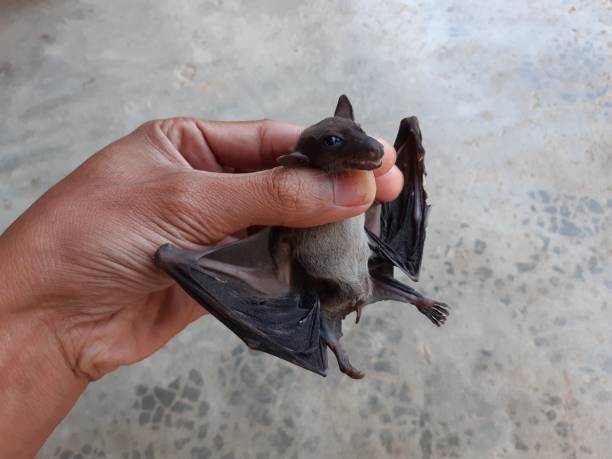 istock Bats are often found in the tropics. 1203083009
