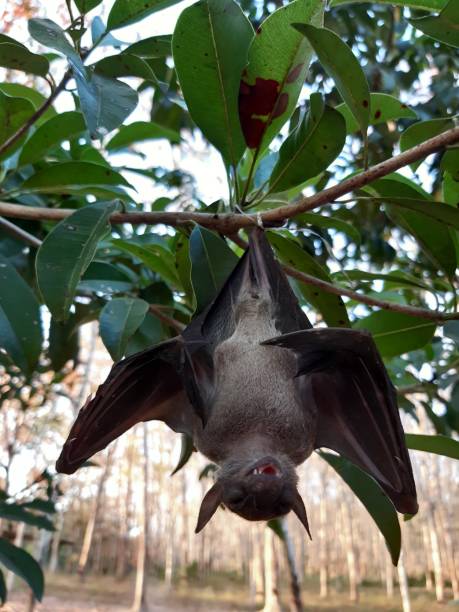 istock Bats are often found in the tropics. 1203083011