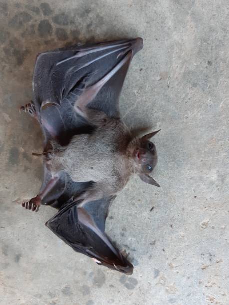 i pipistrelli si trovano spesso ai tropici. - open mouth foto e immagini stock