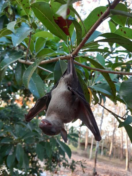 istock Bats are often found in the tropics. 1203083018