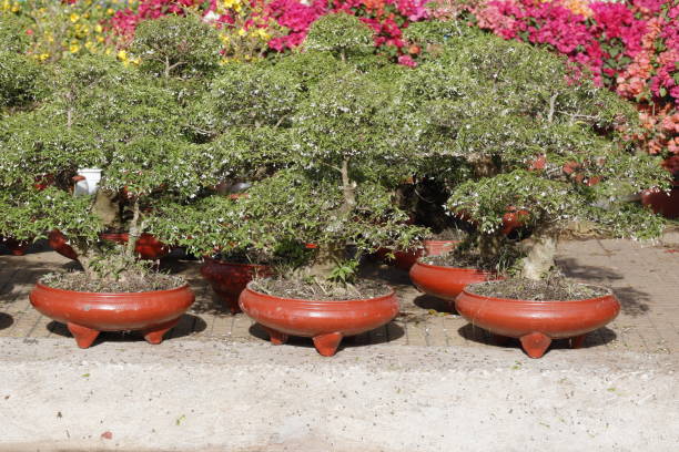istock Bonsai pot selling in market 1203084247