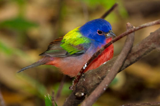 istock Male Painted Bunting 1203086634