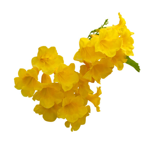 istock Yellow flowers isolated on a white background. 1203087611