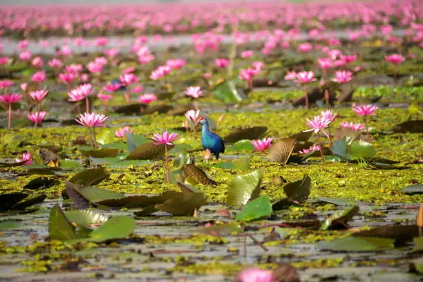 Photo of Purple Swamphen on Red Lotus Lake or Talay Bua Daeng in Udon Thani, Thailand