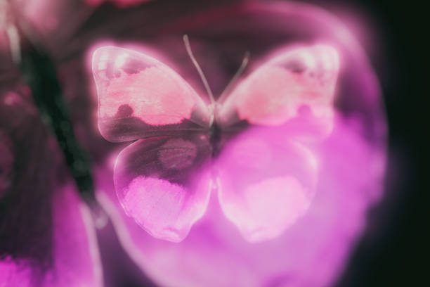 blurred abstract butterfly. double exposure. tropical insect