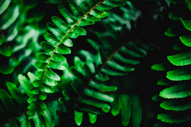 istock Selective focus closed up tropical plant leaf background with dark color tone. 1203092160