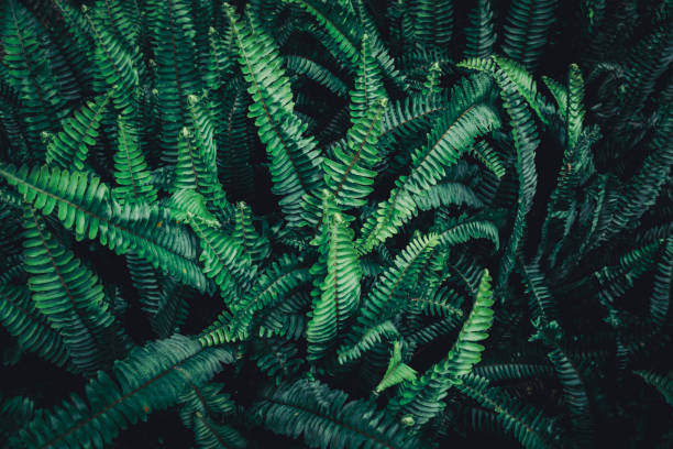 istock Selective focus closed up tropical plant leaf background with dark color tone. 1203092204