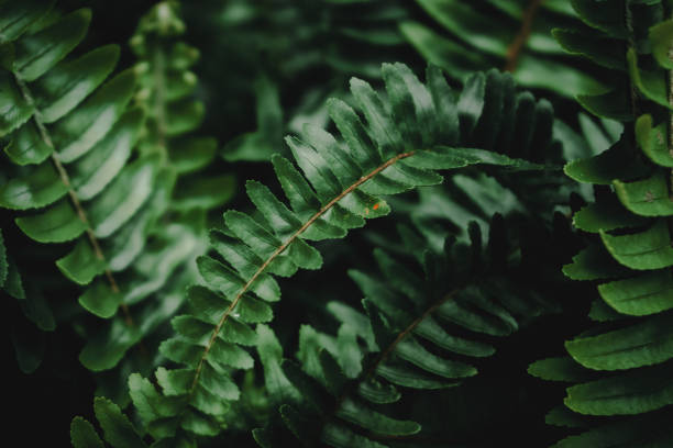 istock Selective focus closed up tropical plant leaf background with dark color tone. 1203092219