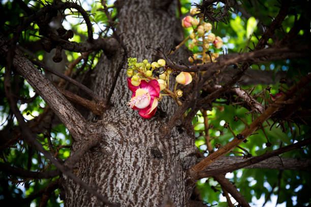 istock Shorea robusta in bangkok, thailand. 1203094122
