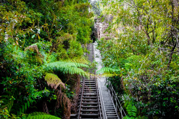 uma bela estrada de ferro selvagem no parque nacional blue mountain - koala sydney australia australia animal - fotografias e filmes do acervo