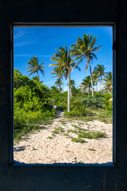 istock Window view of coconuts trees in the sand with a blue sky 1203096727
