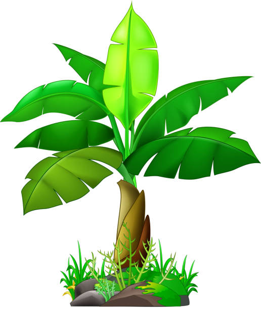 Banana Tree Cartoon Stock Illustration - Download Image Now - Banana Tree,  Illustration, Backgrounds - iStock